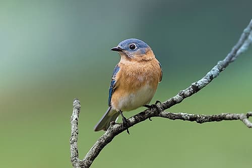 Female eastern bluebird, Kentucky Art Print